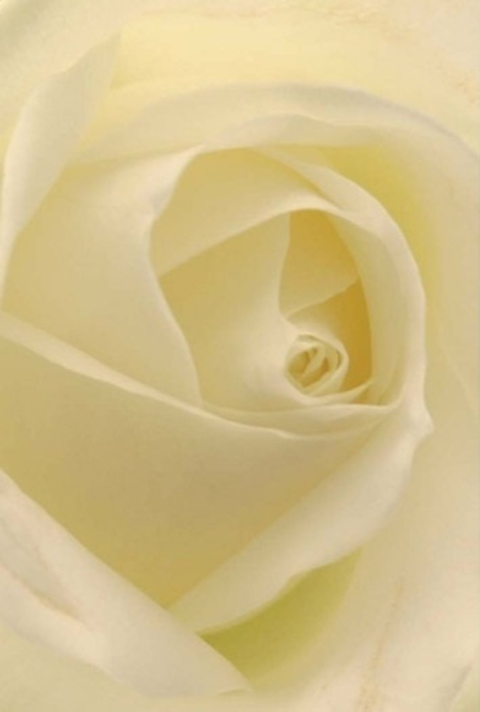 Studying this classic white rose up close reveals flowing layers of cream and snow-each petal blending seamlessly into the next, as if illuminated from within by the soft light of a Potters Bar morning. The spiraled core hints at purity and quiet fortitude, its near-perfection a subtle tribute to the artistry that goes into every arrangement crafted near Darkes Lane. The rose's creamy petals, matte yet silky, make one think of elegant centrepieces gracing the heart of a local wedding, an anniversary celebration set beneath the trees of Parkfield, or a peaceful gesture after heartfelt words have been spoken. Shadows play gently along every curve, amplifying the bloom's tranquil sophistication and clean, comforting fragrance. This bouquet, artistically composed by a Potters Bar florist, embodies a rare balance of softness and strength-its beauty lingering long after the first glance, ready to convey hope, renewal, or heartfelt sympathy for all life's most significant moments.